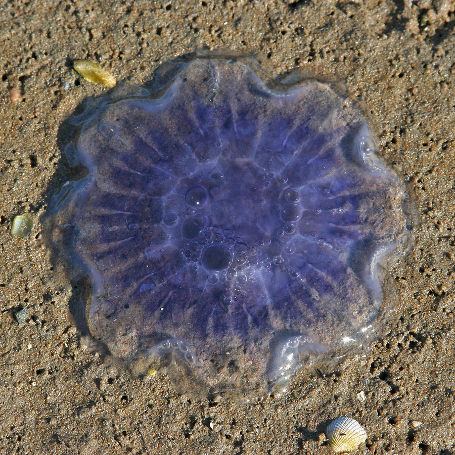 Stranded Jellyfish - Brian Moyse